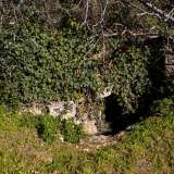 ...e qui, parzialmente ricoperto da alberi di fico, arbusti e rampicanti di vario genere scorgiamo l�ingresso del terzo ipogeo